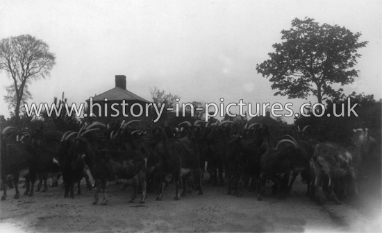 Herd of Goats, Gt Holland, Essex. c.1915